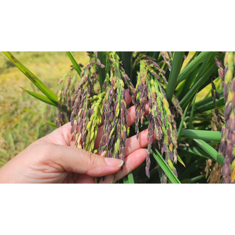 GẠO TÍM THAN HOÀNG KIM